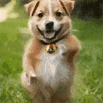 a small brown and white dog is standing on its hind legs in the grass .