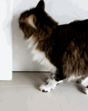 a cat is standing on a tiled floor looking at something