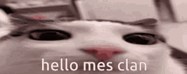 a close up of a cat 's face with the words `` hello mes clan '' written in white letters .