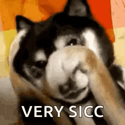 a husky dog is covering its face with its paw while a person holds its nose .