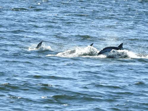 a dolphin is swimming in the ocean with another dolphin behind it