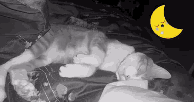 a black and white photo of a cat sleeping next to a yellow crescent moon