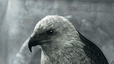 a black and white photo of a hawk with a long beak looking at the camera .