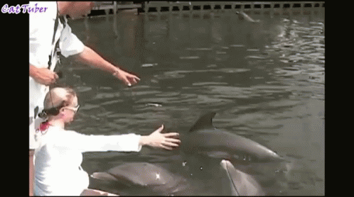 Hugs Dolphin GIF - Hugs Dolphin Hug Me GIFs
