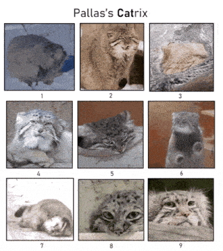 Pallas Cat Mood GIF - Pallas Cat Mood Which Cat Mood Are You GIFs