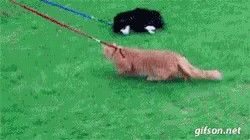 Exercise Taking Cats For A Walk GIF - Exercise Taking Cats For A Walk Walking Cat GIFs