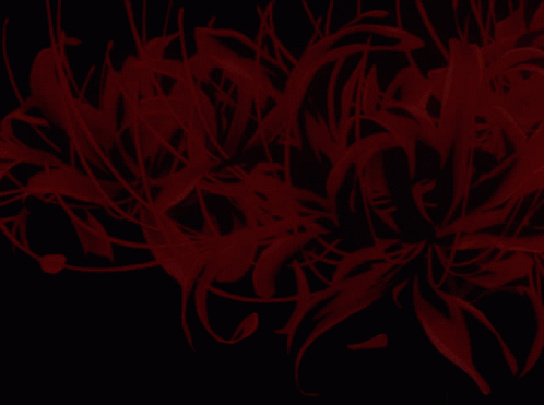 Spiderlillies Anime GIF - Spiderlillies Anime Flower GIFs