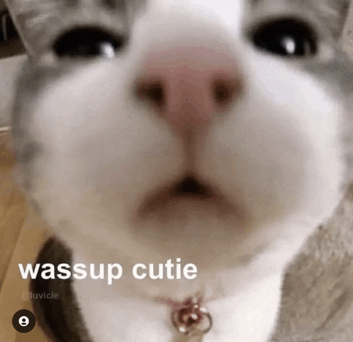 a close up of a cat 's face with the words wassup cutie above it