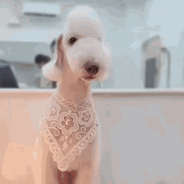 a small white dog is wearing a white lace bandana .