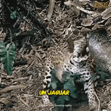 a leopard is walking through the jungle with the words un jaguar on the bottom .