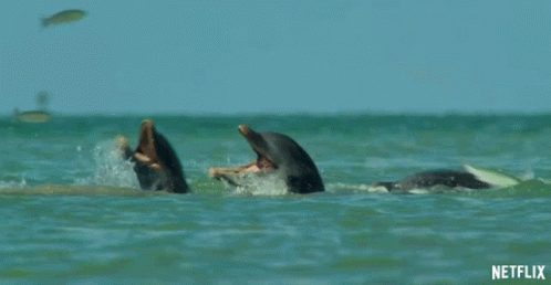 Dolphins Hungry GIF - Dolphins Hungry Starving GIFs