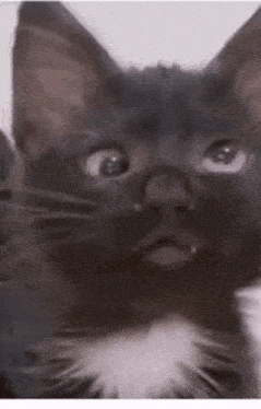 a close up of a black and white cat looking at the camera