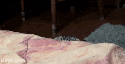 a cat is laying on top of a bed with a blanket on it .