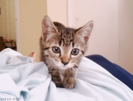 Kitty Cat GIF - Kitty Cat Ogiogi GIFs