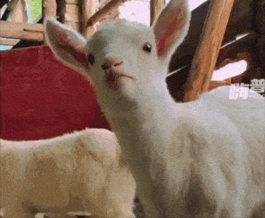a white goat is looking at the camera with chinese writing on it