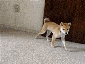 a small brown and white dog is running on a carpeted floor .