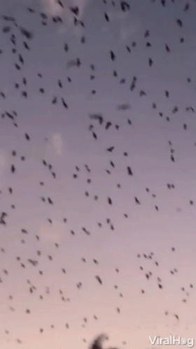 Flock Of Birds Migrating GIF - Flock Of Birds Migrating Bird Migration GIFs