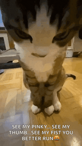 a close up of a cat 's face with a caption that says see my pinky see my thumb