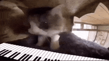 Cat Piano GIF - Cat Piano Piano Cat GIFs