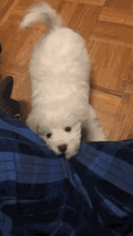 Dogs Puppy Eyes GIF - Dogs Puppy Eyes Lets Go GIFs