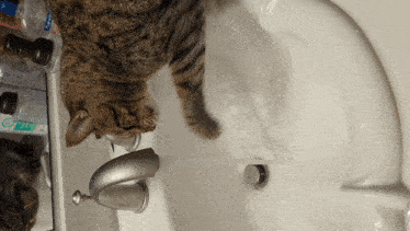 a cat is drinking water from a sink with a kleenex bottle on the shelf