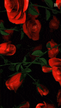 a picture of a woman surrounded by red roses has the word capcut on the bottom right