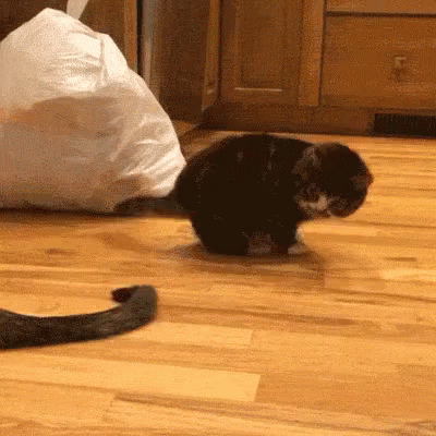 Too Scared GIF - Cat Kitten Fail GIFs
