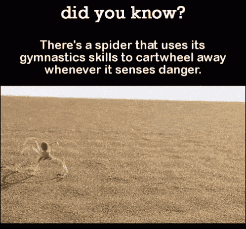 Spider Gymnastics GIF - Spider Gymnastics Defense GIFs