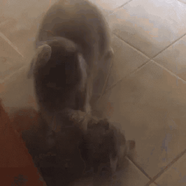two cats are standing on a tiled floor looking at each other .