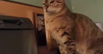 Funny Animals Cat Attack GIF - Funny Animals Cat Attack Cat Slap GIFs