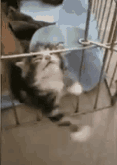Kitten Trapped GIF