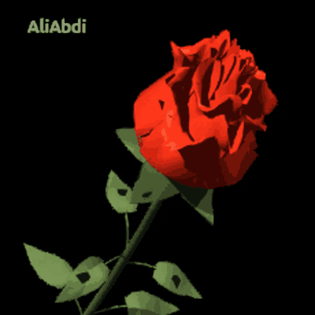 a red rose on a black background with the name aliabdi on the bottom