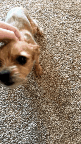 a person is petting a small brown dog on the floor .