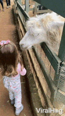 a little girl is feeding a llama through a fence with viralhog written on the bottom of the image