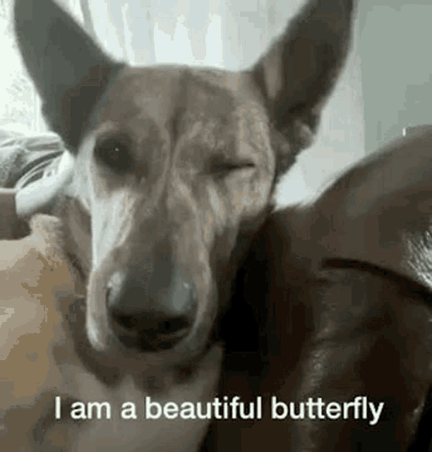Dog Beanbean GIF - Dog Beanbean Butterfly GIFs