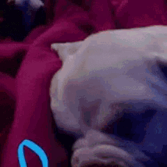 a dog is laying on a bed with a pink blanket and a blue circle .