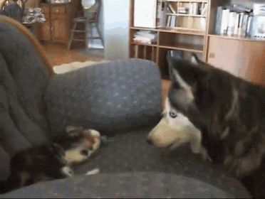 Personal Space GIF - Cats Kittens Dogs GIFs
