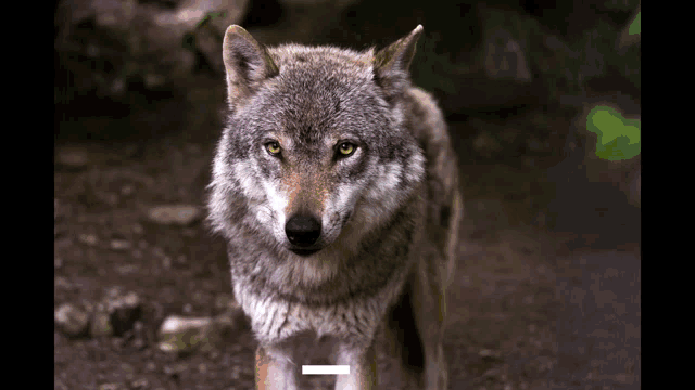 Csá Wolf GIF - Csá Wolf Cute GIFs