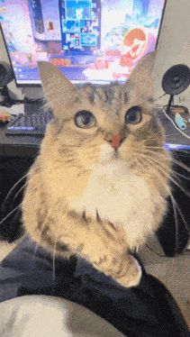 a cat is sitting on someone 's lap in front of a computer screen