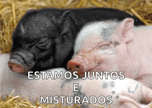 Pig Piggy GIF - Pig Piggy Sleep GIFs