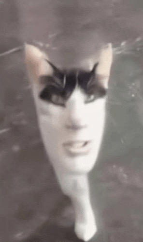a black and white cat is swimming in a pool with a face on its head .
