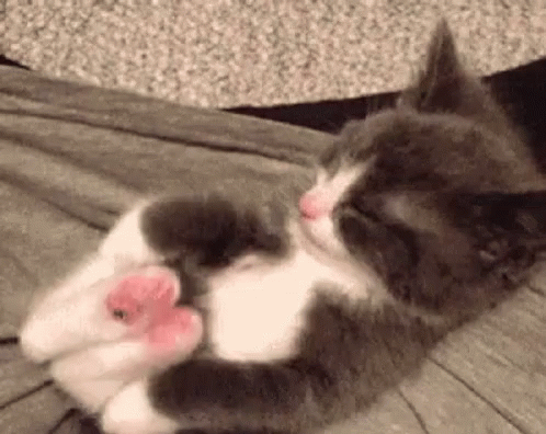 Cat Stretching GIF