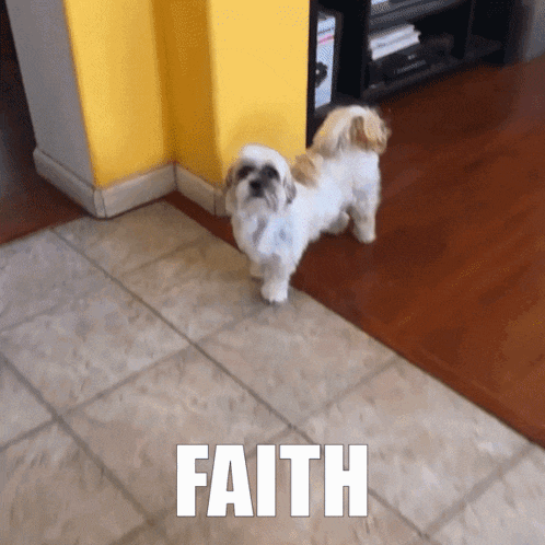 a small white dog standing on a tiled floor with the word faith written above it