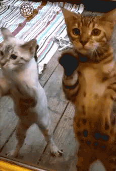 Kitten Wants To Be Like Mama GIF - Copycat Cat Kitten GIFs