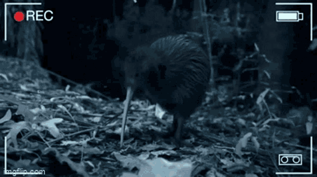 Laser Kiwi New Zealand GIF