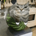a cat is sitting on top of a banana on a counter .