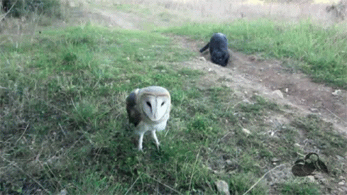 Play Surprise GIF - Play Surprise Owl GIFs