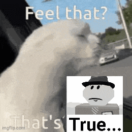a white cat is looking out a window with the words feel that that 's true