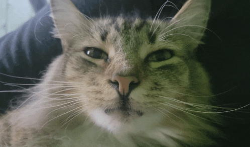 a close up of a cat 's face with a white nose