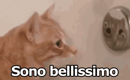 a cat is looking at its reflection in a mirror and the words sono bellissimo are above it